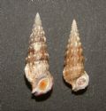 Cerithium alucaster